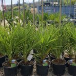 Palmička nízka (Chamaerops Humilis) - výška 50-60 cm, kont. C5L